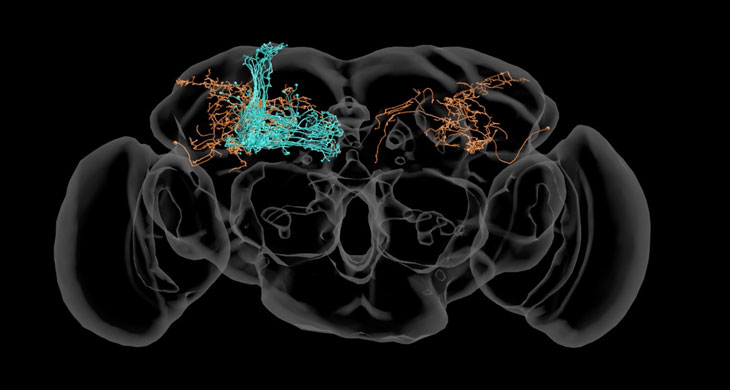 map-brain-drosophila